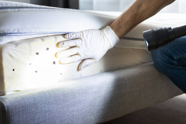 Best Mosquito Control Services  in Ponce Inlet, FL